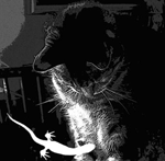 poes